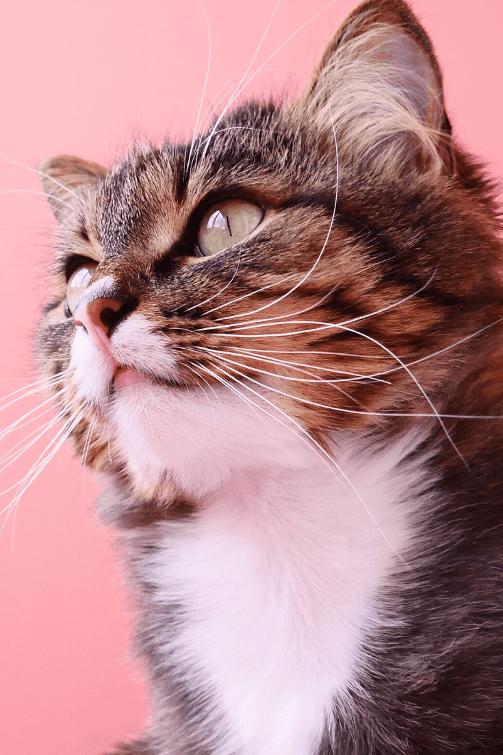15 Purrfect Gifts for the Cat Lover – on Amazon!