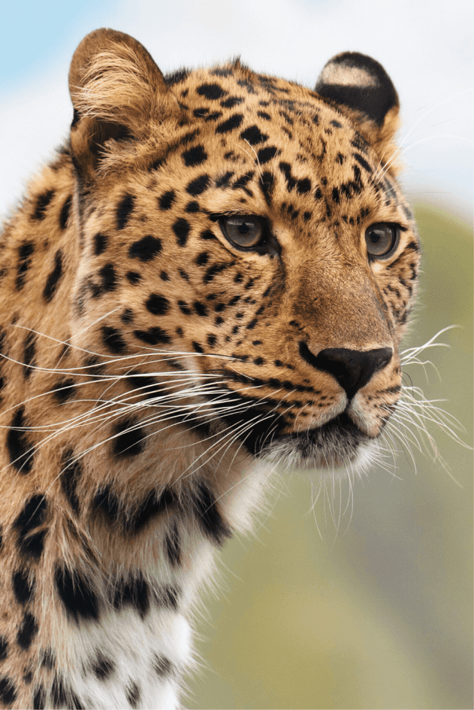 In the Wilderness Brown Leopard Print Oversized Scarf