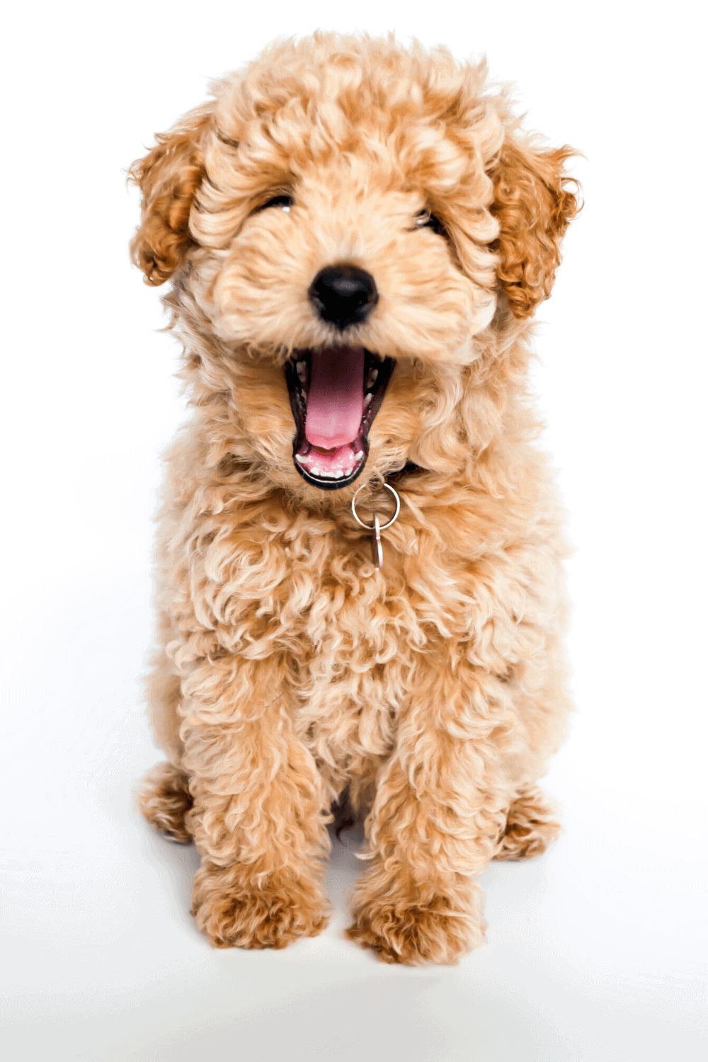 101 Most Popular Girl Dog Names! I Spy Fabulous