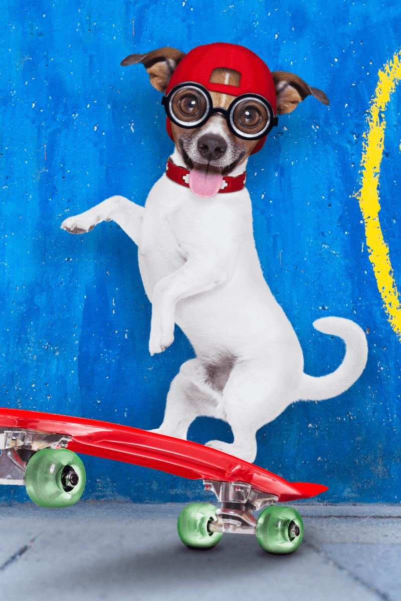 231 Creative Boy Dog Names for Your Furbaby!