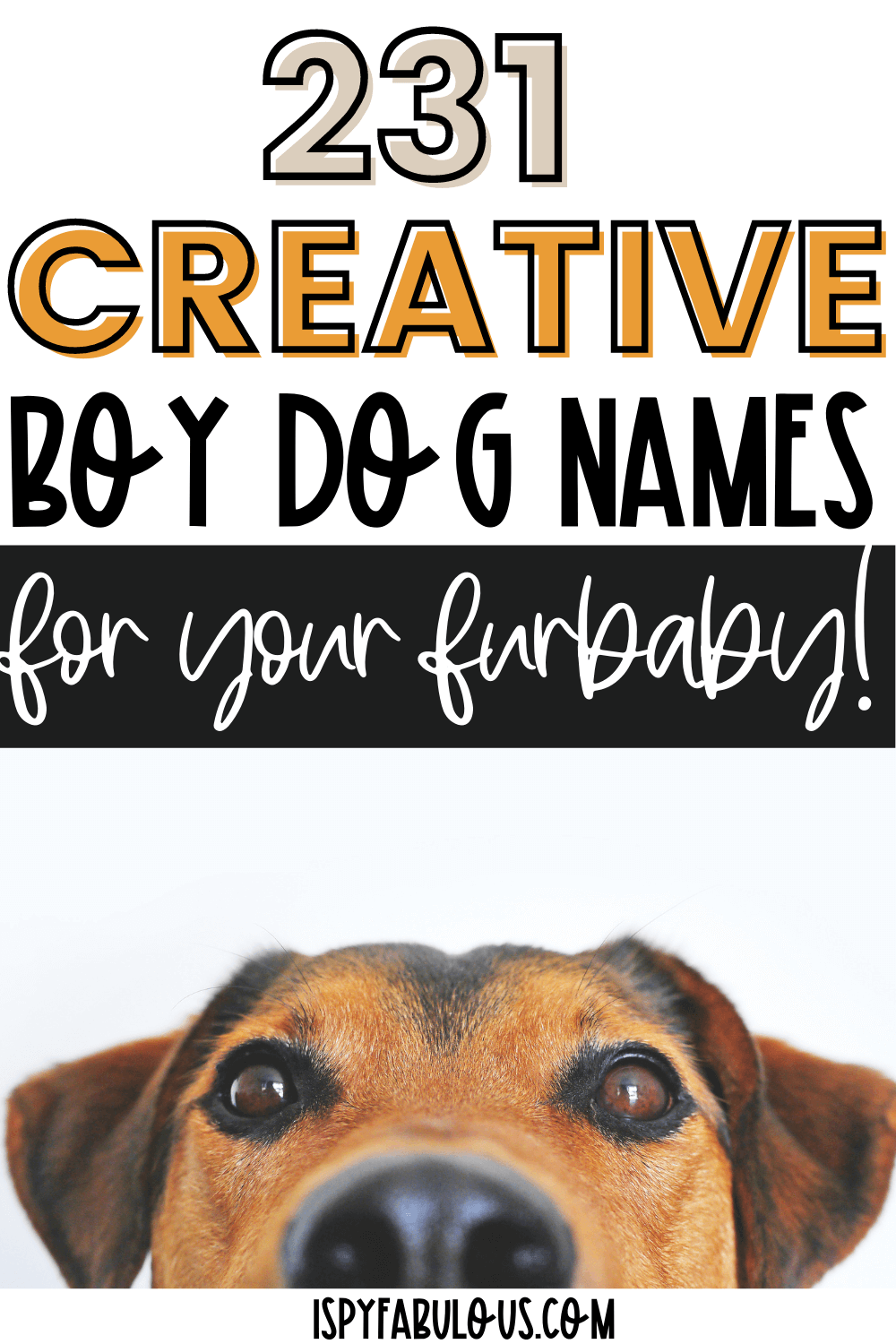 231 Creative Boy Dog Names For Your Furbaby I Spy Fabulous