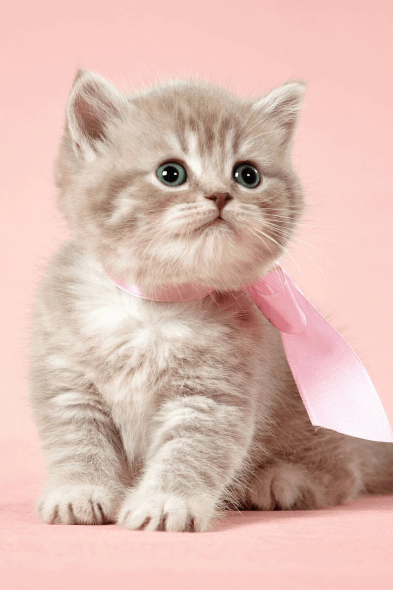 120 Purrfect Girl Cat Names for your Feline Friend & a Free Printable!