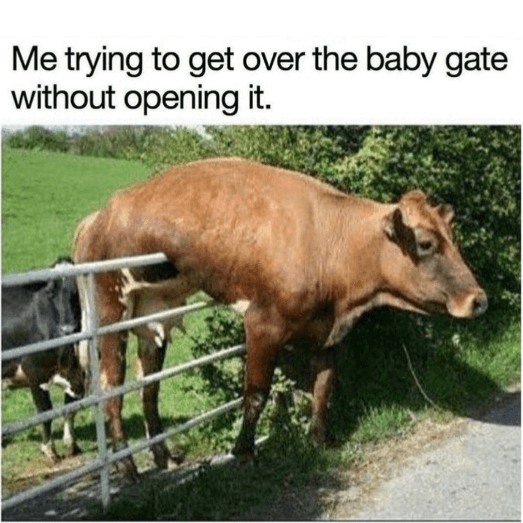 mom memes mom memes