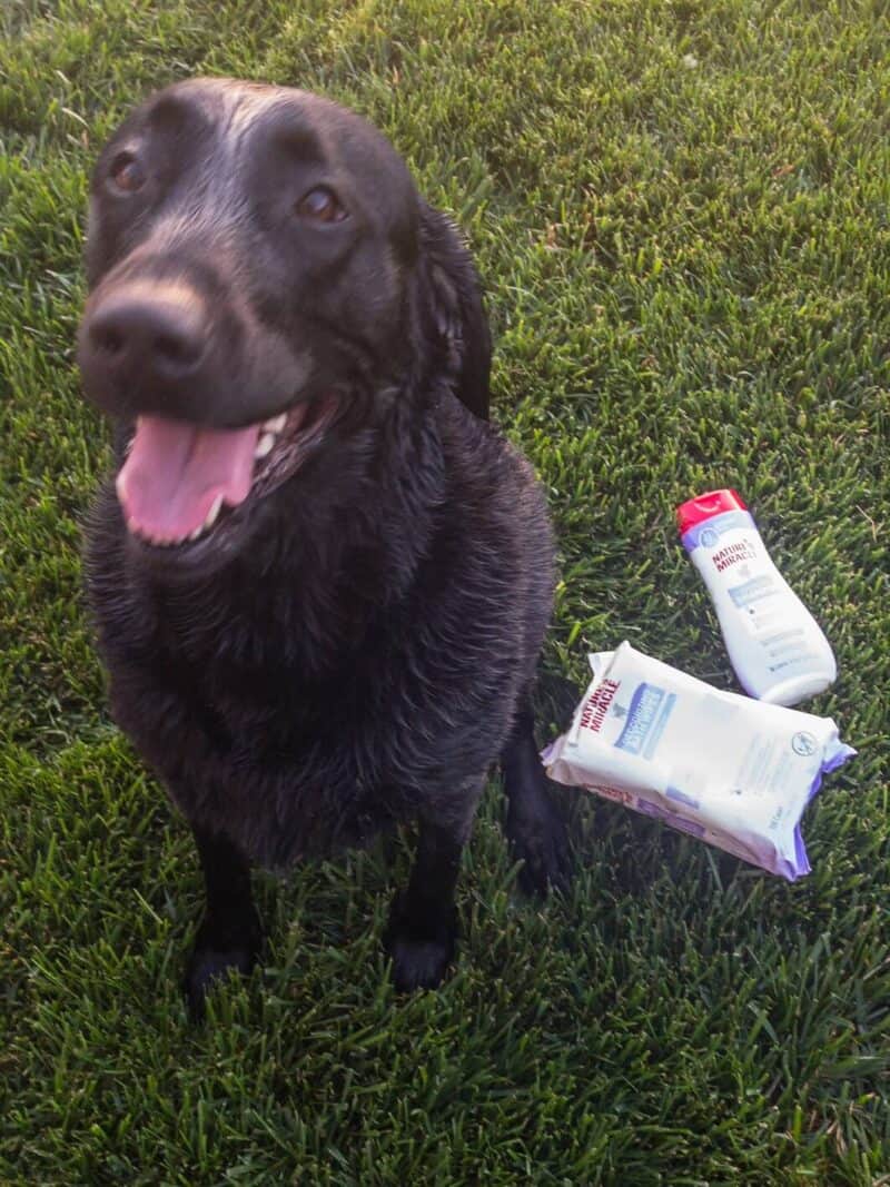 10 Must-Have Dog Supplies for your Furry Best Friend!