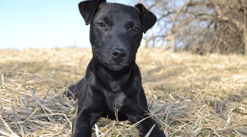 black dog names