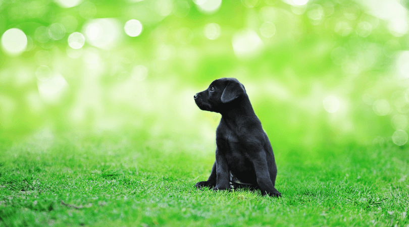 black dog names