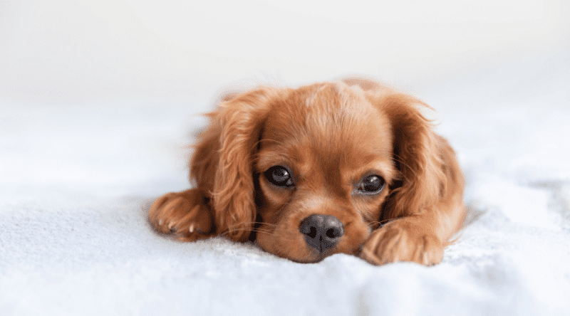 180 Cute Boy Dog Names For Your New Best Friend!