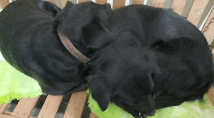 black dog names