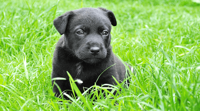 black dog names