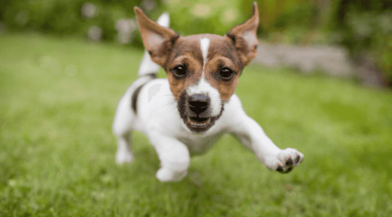 118 Funny Dog Names That Will Make You Laugh [VIDEO!]