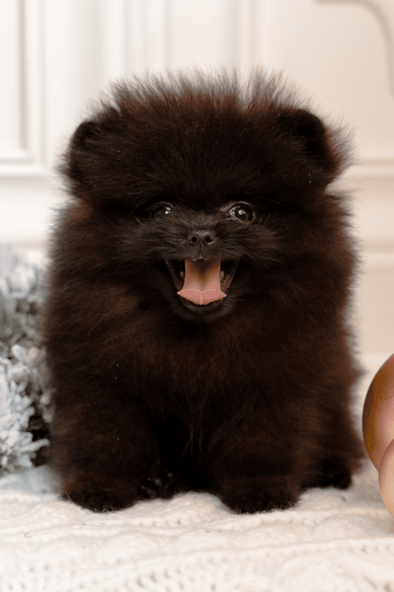 102 Creative Black Dogs Names & A Free Dog Name Printable!