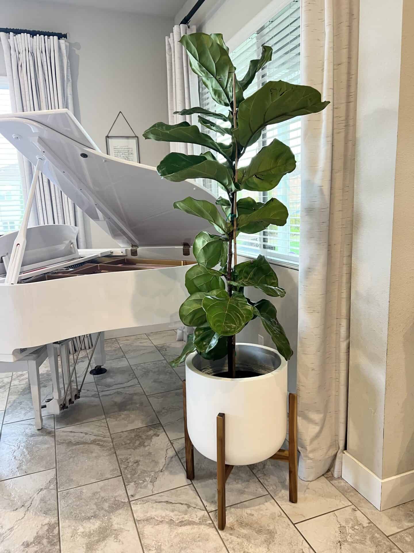 fiddle leaf fig tree