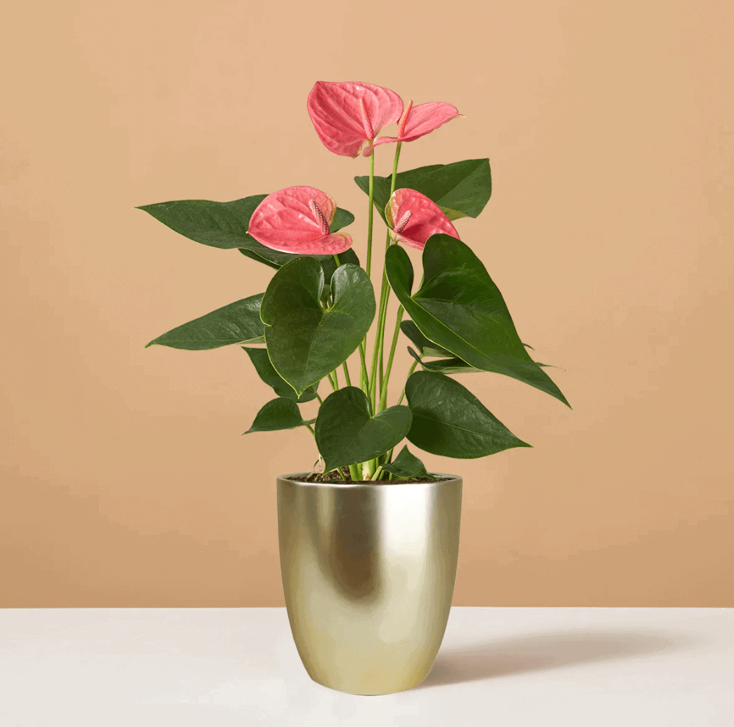 pink anthurium