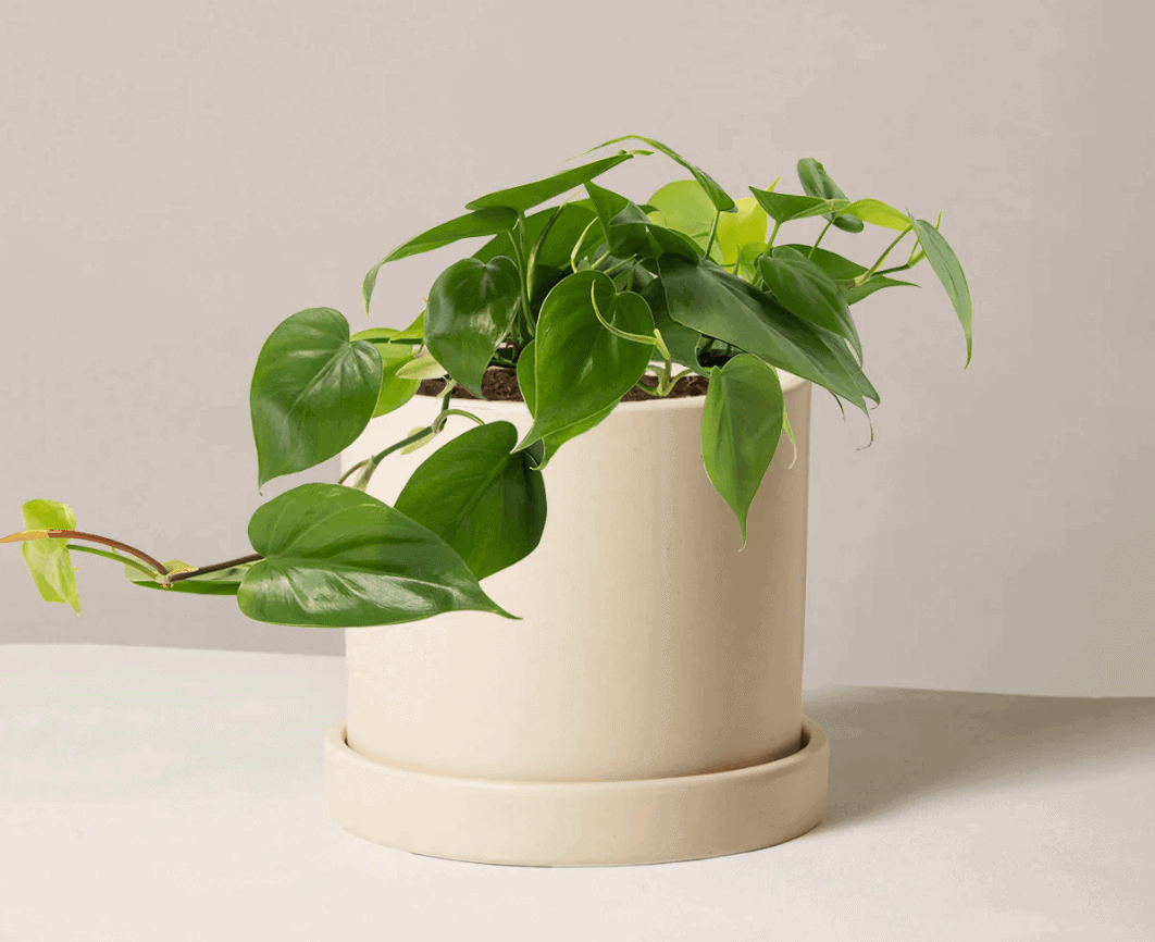 philodendron