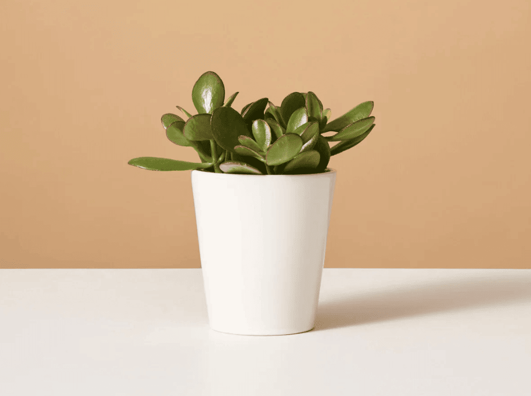 jade plant