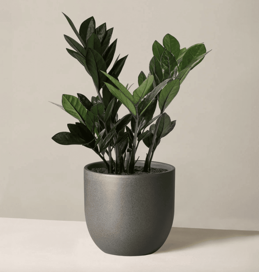 zz plant