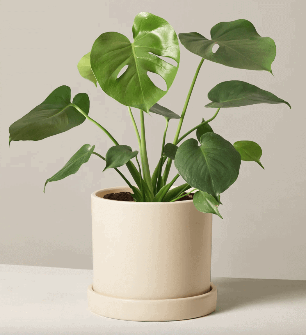 monstera