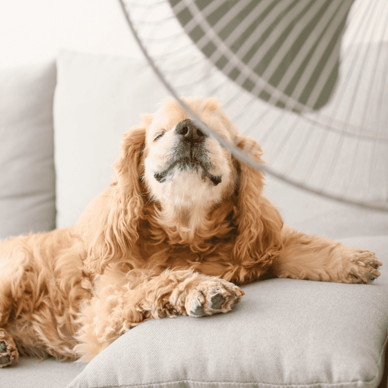 6 Cooling Items To Survive This Hot Summer