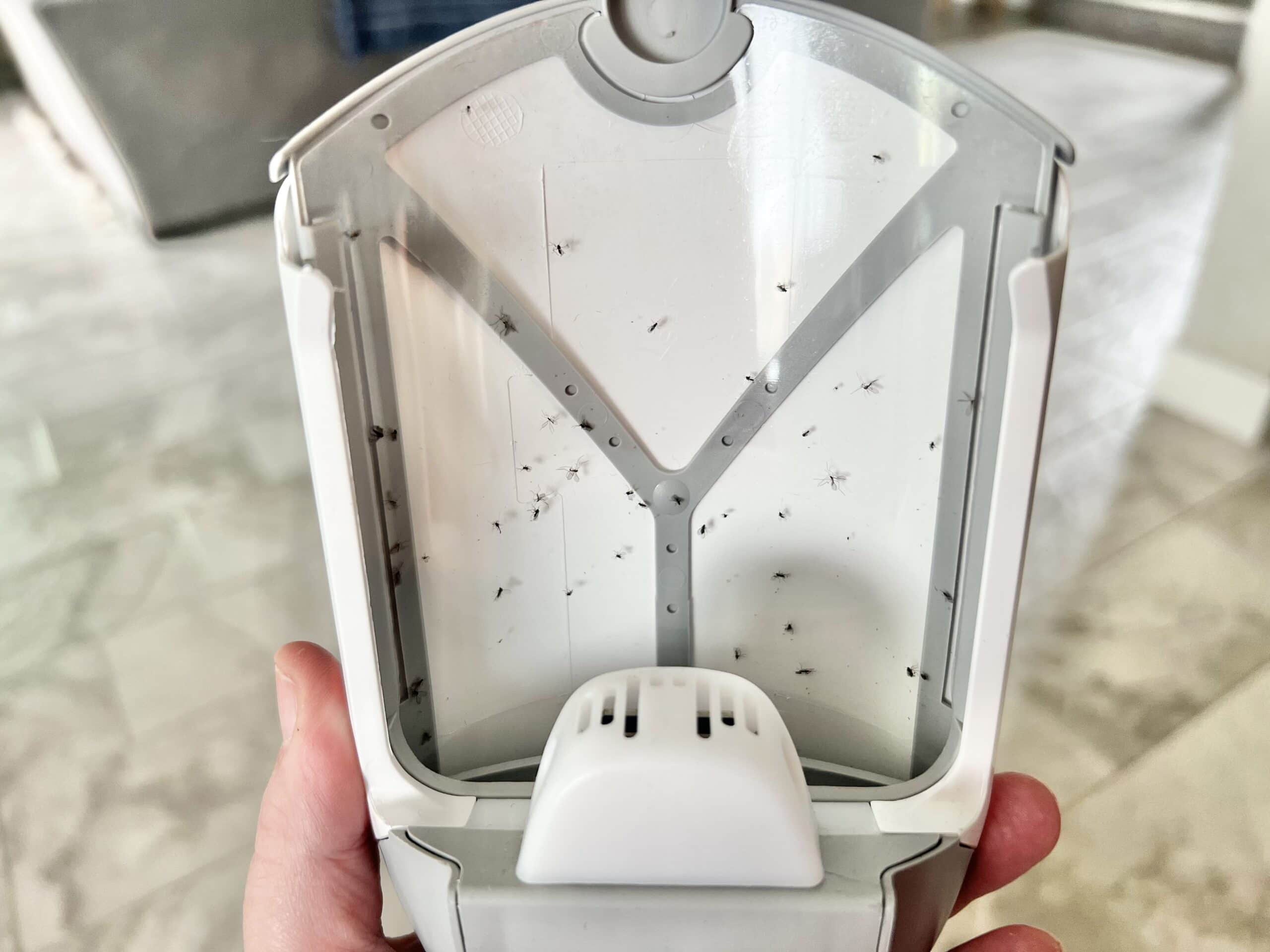 get rid of mosquitoes inside the house